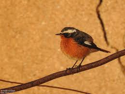 Image result for Phoenicurus moussieri