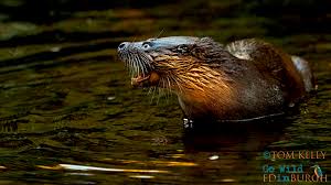 Image result for Eltham Otters