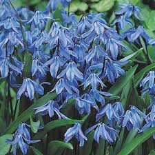 Attēlu rezultāti vaicājumam “Scilla siberica”