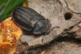 Attēlu rezultāti vaicājumam “Peltis grossa”