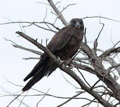 Image result for Falcons Black