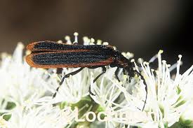 Attēlu rezultāti vaicājumam “Oedemeridae”