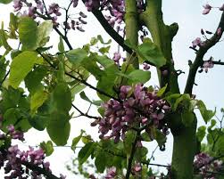 Attēlu rezultāti vaicājumam “Cercis siliquastrum”
