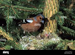 Attēlu rezultāti vaicājumam “Fringilla coelebs nest”