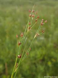 Attēlu rezultāti vaicājumam “Juncus alpinoarticulatus fruit”
