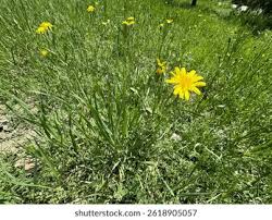 Attēlu rezultāti vaicājumam “Tragopogon heterospermus leaf”