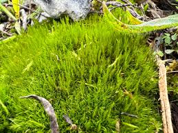 Attēlu rezultāti vaicājumam “Ditrichum flexicaule”