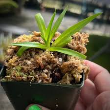 Attēlu rezultāti vaicājumam “Plantago uniflora flower”