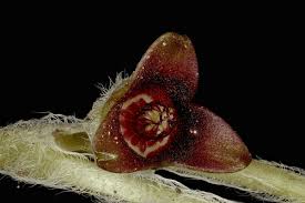 Attēlu rezultāti vaicājumam “Asarum europaeum flower”