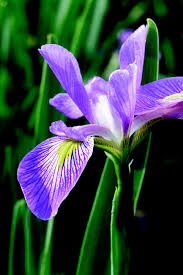 Image result for Iris
