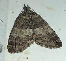 Attēlu rezultāti vaicājumam “Hydriomena impluviata”