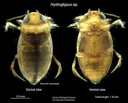 Attēlu rezultāti vaicājumam “Enteridium variabile macro”