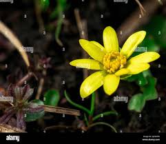 Attēlu rezultāti vaicājumam “Ficaria verna flower”