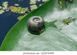 Attēlu rezultāti vaicājumam “Planorbidae”