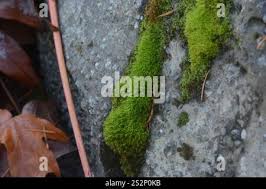 Attēlu rezultāti vaicājumam “Bryoerythrophyllum recurvirostrum sporophyte”