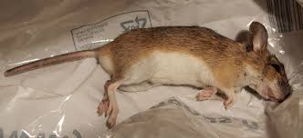 Attēlu rezultāti vaicājumam “Apodemus flavicollis”