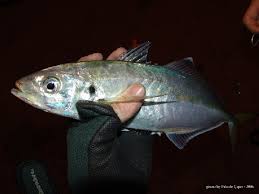 Image result for Trachurus mediterraneus