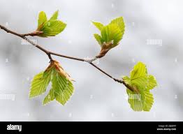 Attēlu rezultāti vaicājumam “Fagus sylvatica leaf”