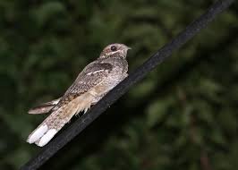 Attēlu rezultāti vaicājumam “Caprimulgus europaeus juvenile”