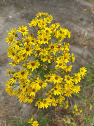 Attēlu rezultāti vaicājumam “Jacobaea vulgaris flower”