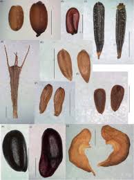 Attēlu rezultāti vaicājumam “Epilobium angustifolium fruit”