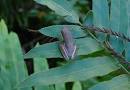 American Green Tree Frog - Peeper Frog - Amphibians