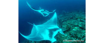 Image result for Mobula birostris