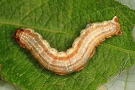 Attēlu rezultāti vaicājumam “Hydria undulata”