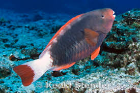 Image result for Chlorurus perspicillatus