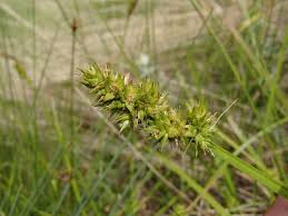 Attēlu rezultāti vaicājumam “Cyperaceae”