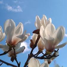 Attēlu rezultāti vaicājumam “Magnolia cylindrica”
