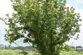 Attēlu rezultāti vaicājumam “Acer negundo”