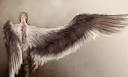 Tim Roth to don wings as Skellig | Media | guardian.