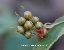 Attēlu rezultāti vaicājumam “Lysimachia vulgaris fruit”