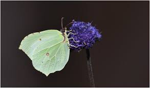 Attēlu rezultāti vaicājumam “Gonepteryx rhamni female”