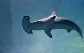 Image result for Sphyrna media