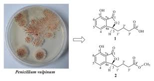 Attēlu rezultāti vaicājumam “Penicillium vulpinum”
