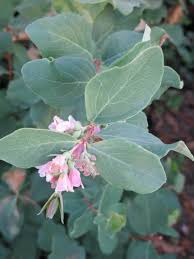 Attēlu rezultāti vaicājumam “Symphoricarpos albus flower”