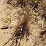 Attēlu rezultāti vaicājumam “Corynephorus canescens fruit”