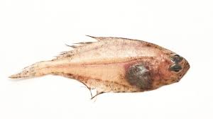 Image result for Hippoglossoides platessoides