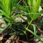 Attēlu rezultāti vaicājumam “Polygonatum verticillatum fruit”