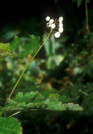 Image result for Christophskraut