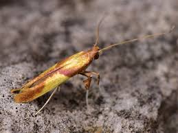 Attēlu rezultāti vaicājumam “Caloptilia alchimiella”