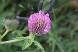 Attēlu rezultāti vaicājumam “Trifolium medium flower”