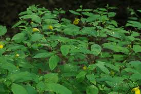 Attēlu rezultāti vaicājumam “Impatiens noli-tangere”