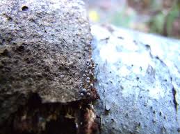 Attēlu rezultāti vaicājumam “Physarum album”