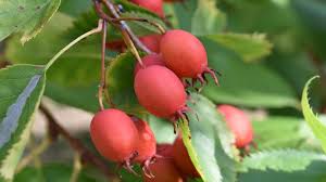 Attēlu rezultāti vaicājumam “Crataegus”