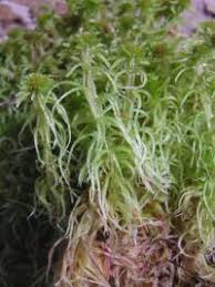Attēlu rezultāti vaicājumam “Sphagnum cuspidatum”