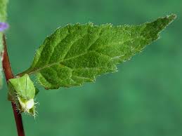 Attēlu rezultāti vaicājumam “Campanula trachelium leaf”