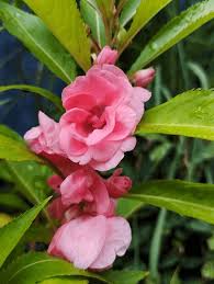 Image result for Impatiens balsamina
